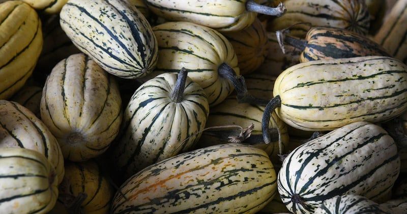 Cultivez vos légumes à hauteur d’homme : fabriquer une jardinière surélevée facilement