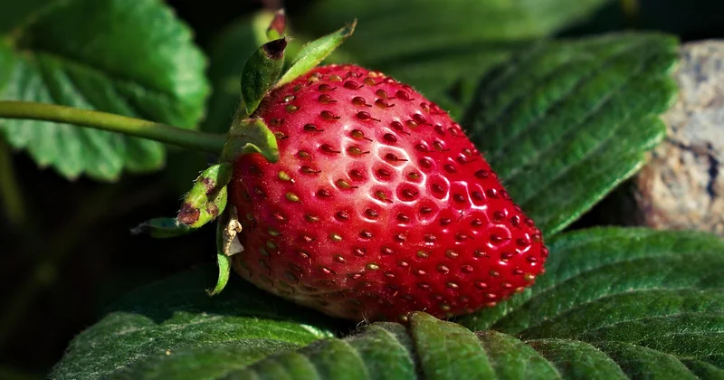 Quelle fraise pour rainurer : mon choix après des années de test