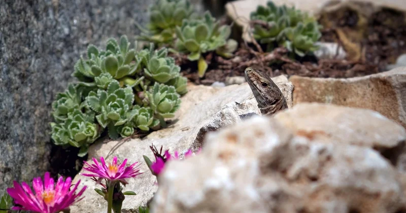 Quelles plantes grasses installer dans votre terrarium en verre ?