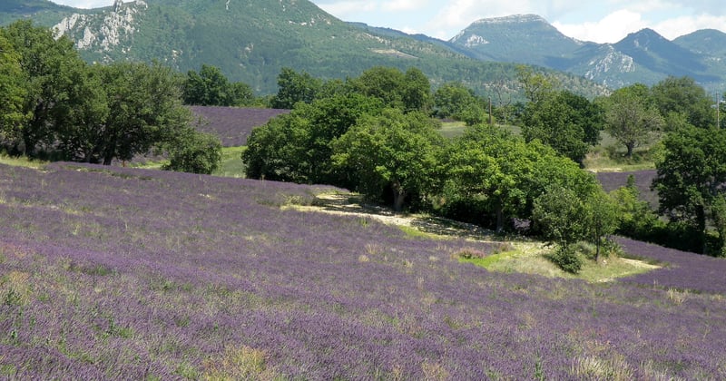 Où camper près des champs de lavande dans la Drôme en 2026 : sept réponses camping par camping